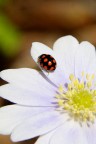 Coccinella Coccinella