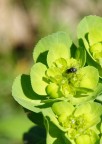moscerino su fiore