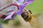 Ape su borragine Ape su borragine