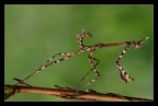 Empusa pennata Empusa pennata