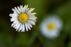 Gemelle Diverse
