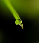 goccianatra! goccianatra!