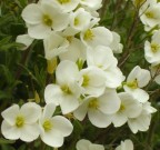 fiorellini bianchi fiorellini bianchi