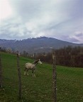 Cavallo al pascolo Cavallo al pascolo