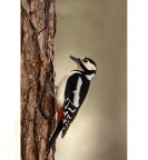 Un Buco, una Lingua, un Becco e..... Lui Un Buco, una Lingua, un Becco e..... Lui