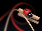 coccinella coccinella
