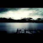 puppy love + norwegian frost puppy love + norwegian frost