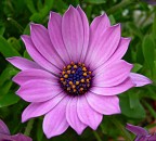 fiori di Dani fiori di Dani