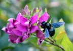 questa pianta attira molti insetti. come si chiama nerone ?