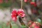 Il mio primo fiore con il 50ino di Nikon