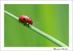 Coccinella Coccinella