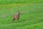 Capriolo 2 Capriolo 2