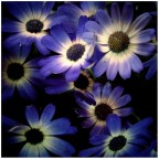 Little Blue Suns Little Blue Suns