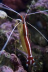 Gamberetto pulitore, Acquario Marino Tropicale