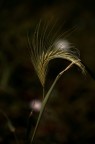 StranaNatura StranaNatura
