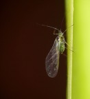 che insetto è? che insetto è?