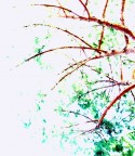 L'albero nel dormiveglia L'albero nel dormiveglia