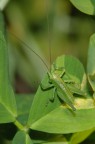 Piccolo Grillo Verde Piccolo Grillo Verde