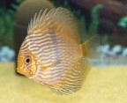 IL DISCUS IL DISCUS