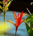 Flora delle Filippine Flora delle Filippine