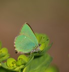 Farfallina (Callophrys rubi) Farfallina (Callophrys rubi)