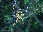 argiope argiope