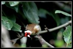 cardellino cardellino