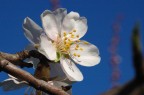 Mandorlo in fiore Mandorlo in fiore
