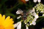 Mosca tra i fiori Mosca tra i fiori