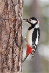Picchio rosso maggiore Picchio rosso maggiore