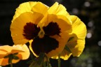 Primula Primula