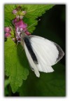 Farfalla Farfalla