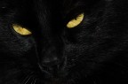 Occhi di Gatto. Occhi di Gatto.