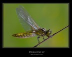 Dragonfly Dragonfly
