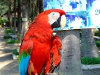 pappagallo thailandes pappagallo thailandes