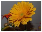 fiore
