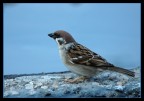 passero passero