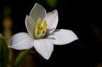 fiore1 fiore1
