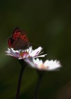 Fiori di Luce