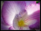 Dentro un fiore Dentro un fiore