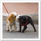 Lapo & Friend Lapo & Friend