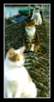gatto 2 gatto 2