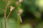 Aggrappata