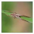 Ragno al quadrato Ragno al quadrato