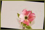fiore fiore