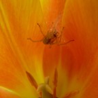 Penelope e la casa aroncione