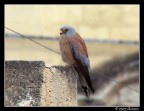 Falco Grillaio Falco Grillaio