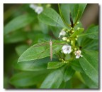 INSETTO..NE... INSETTO..NE...