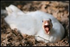 Angry goose! Angry goose!