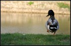 Free Duck Free Duck